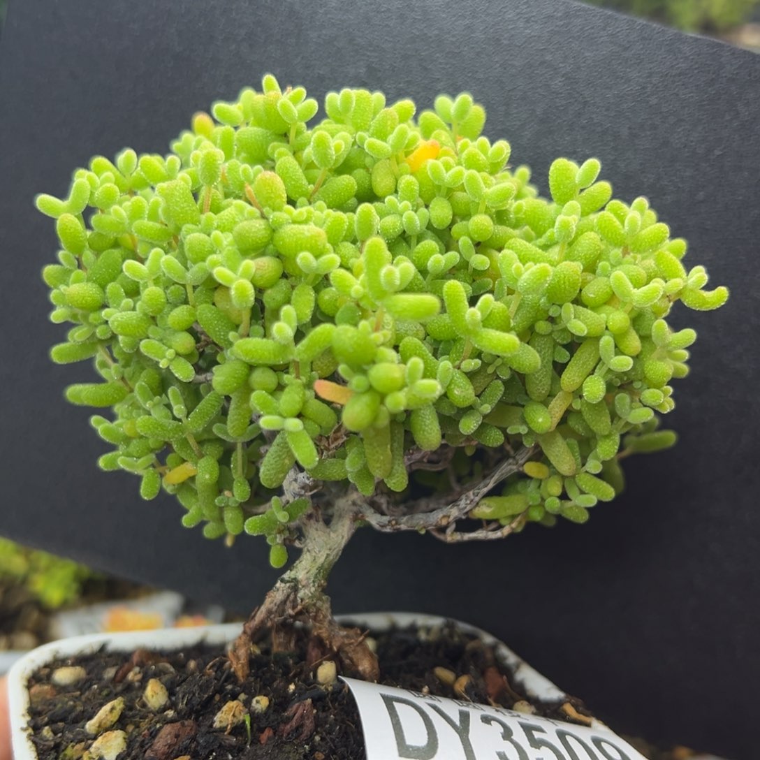 提根造型桩dy3509提根老桩金桔糖球冠幅8cm