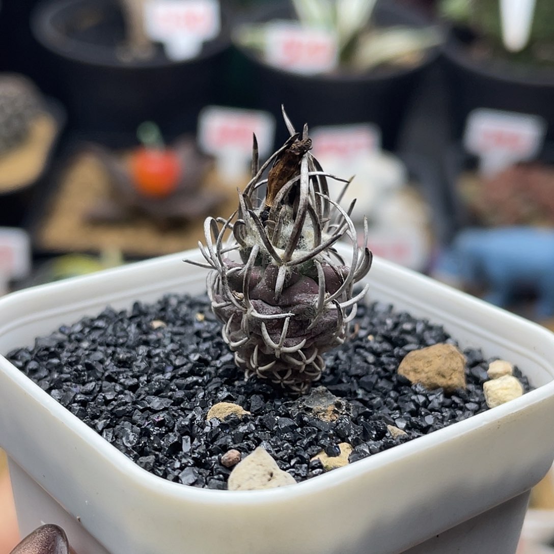 实生紫皮黄龙丸仙人球多肉