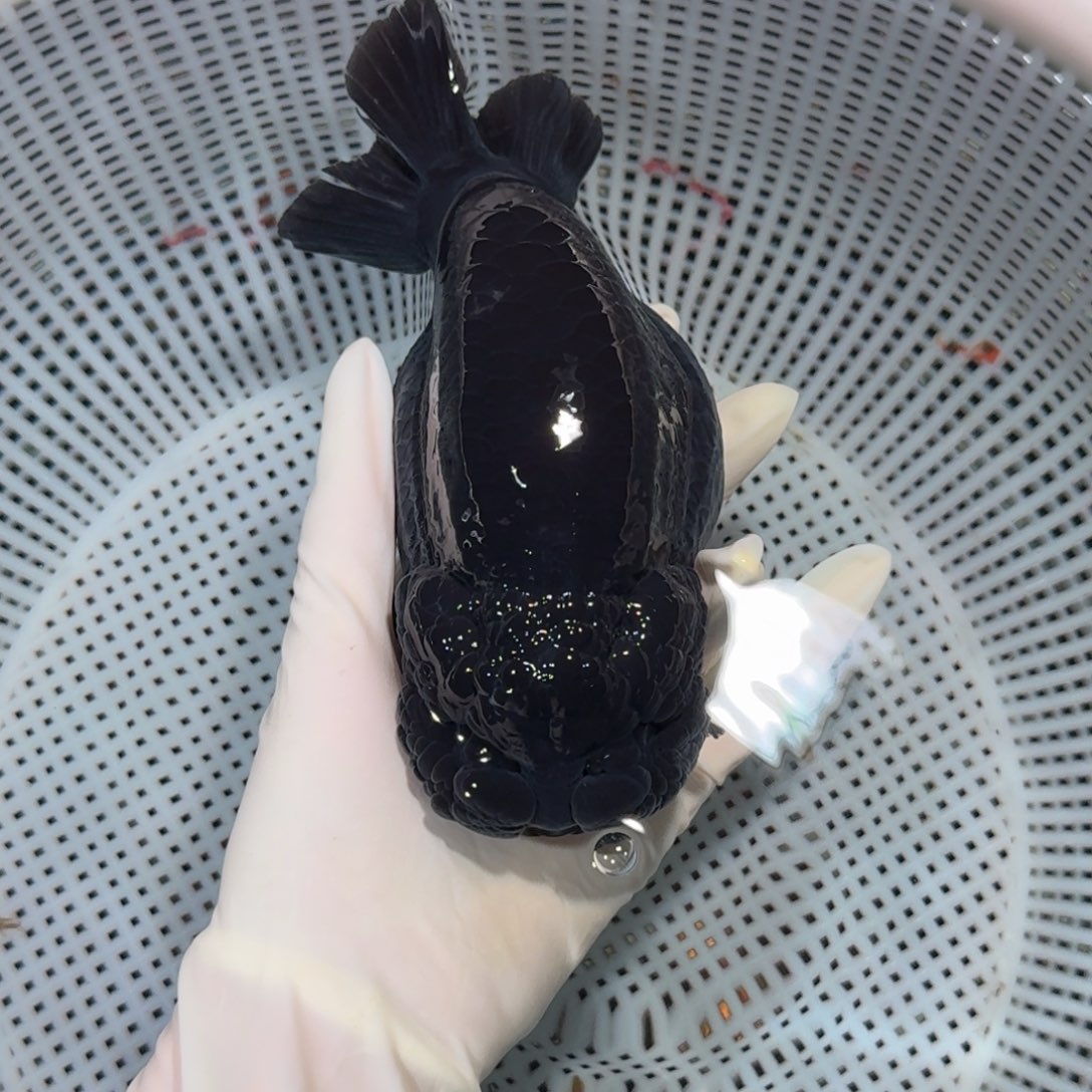 金鱼精品高货兰寿