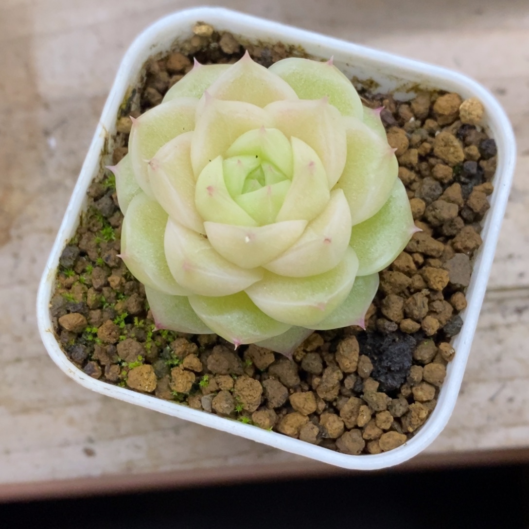 精品多肉一物一拍不包整139