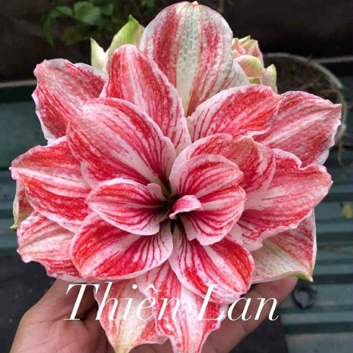 S孤挺花园 沙墙 裸球