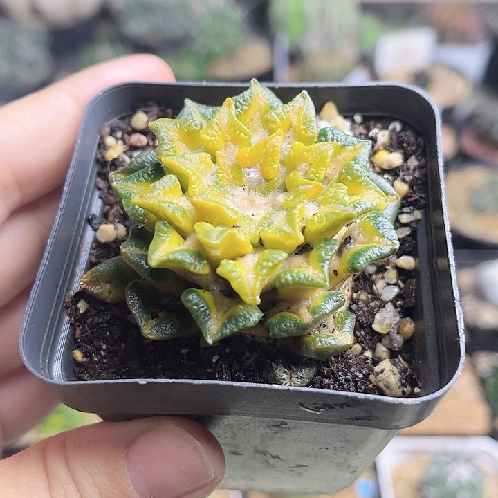 牡丹锦自根养定带盆发货5.2公分