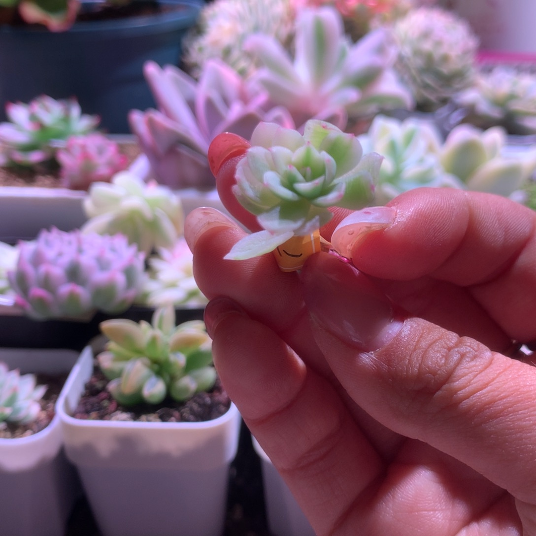 下播福利茉莉花有杆子