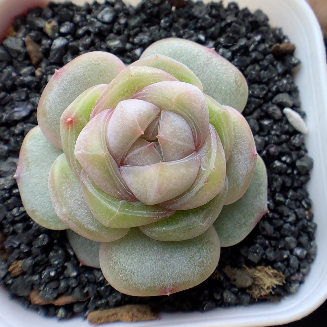 多肉植物。 糖心30