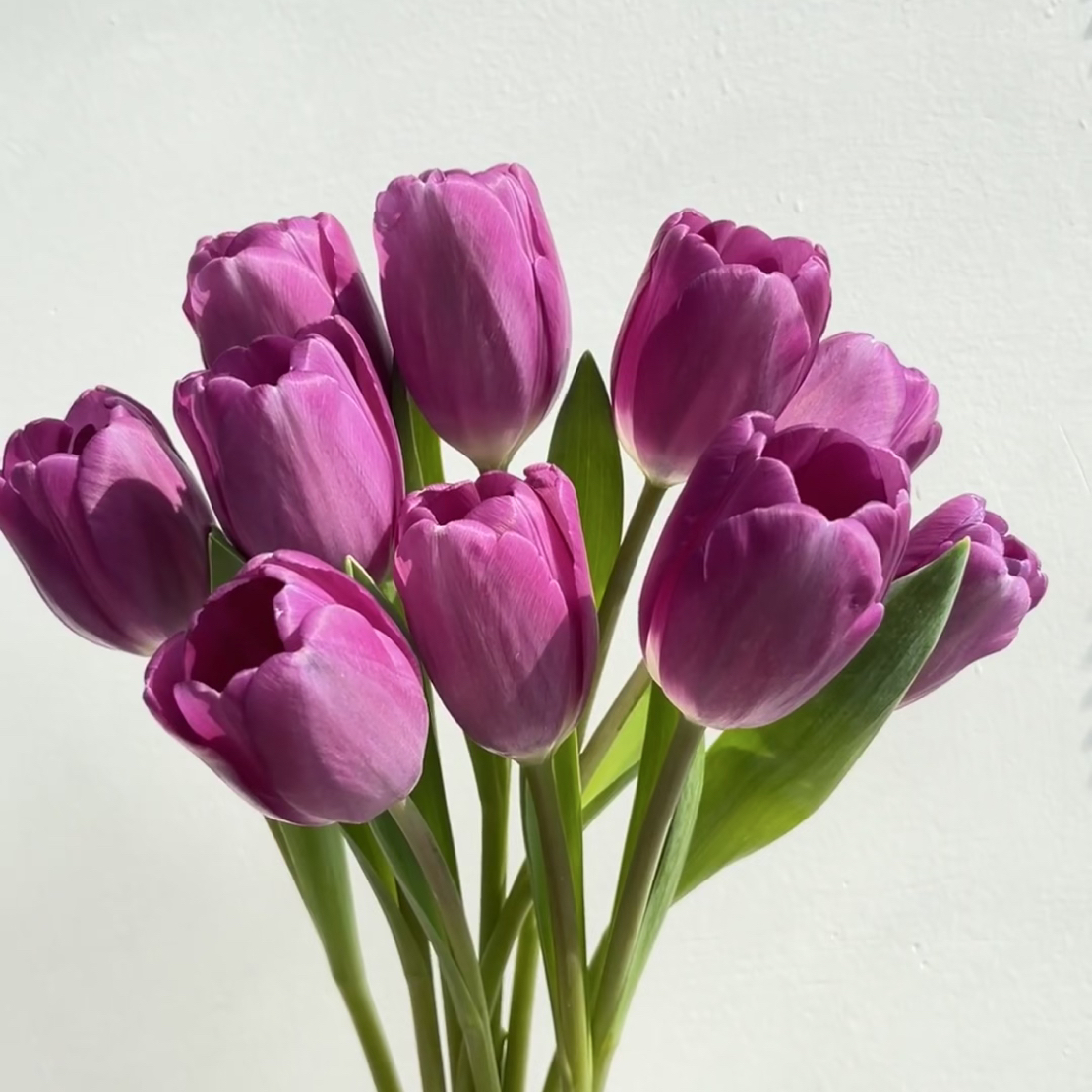 （顺丰包邮）浅紫色郁金香变色龙郁金香鲜切花花卉家庭百摆花插花