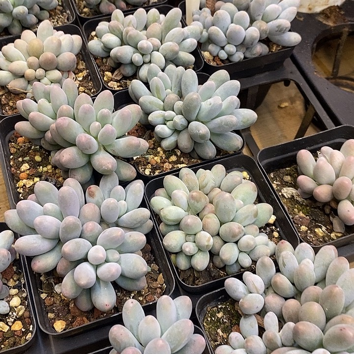 汤圆锦叶插群福利