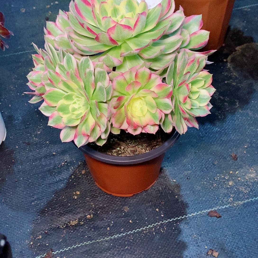 海仙032多肉111111