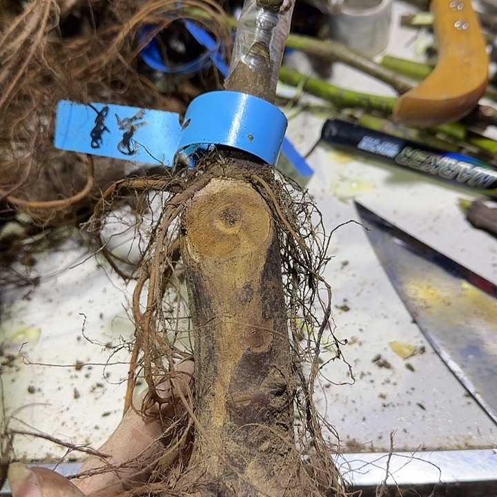 黑曼白头苗（瑕疵砧木）不包活