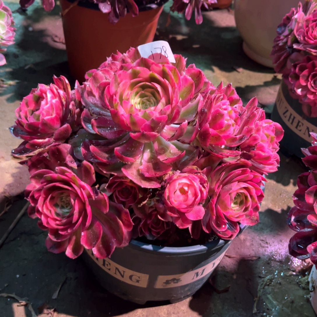 多肉植物倾城178