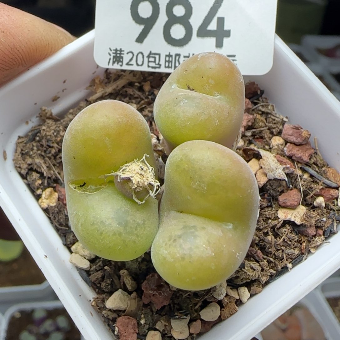 空卡带盆土3头。             