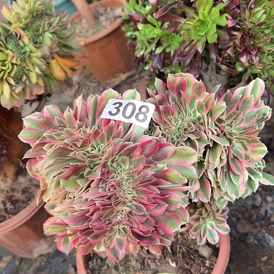 东***炒多肉植物一个女郎308