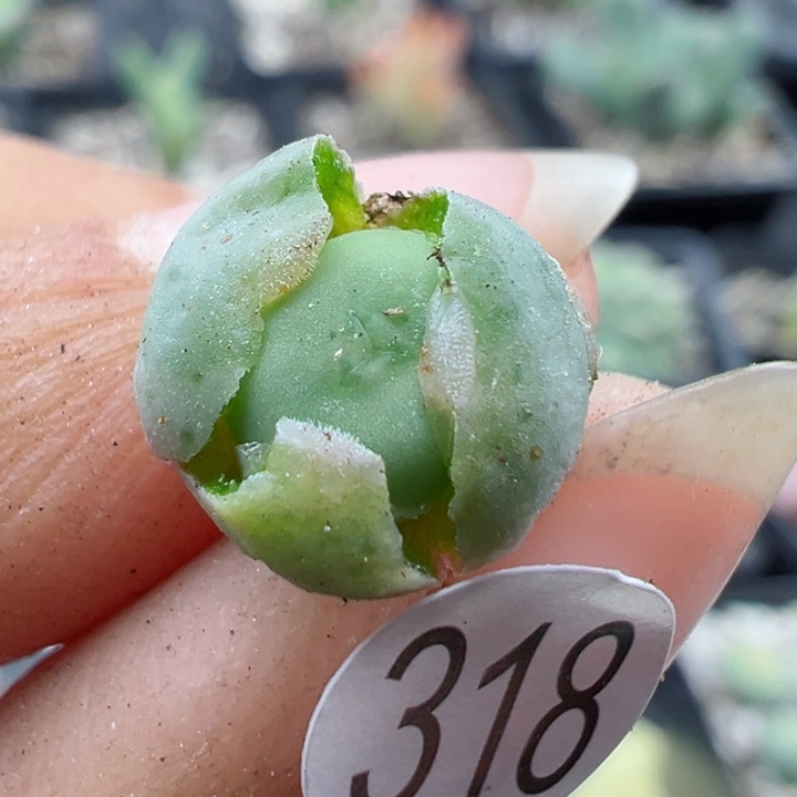 318，播？11111111111111