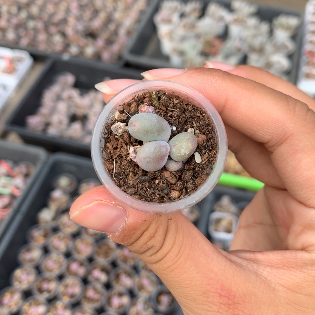 米可奶酪多肉植物