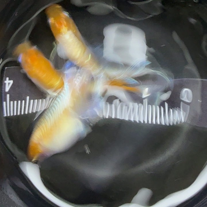 青鳉鱼红白赤壁24号