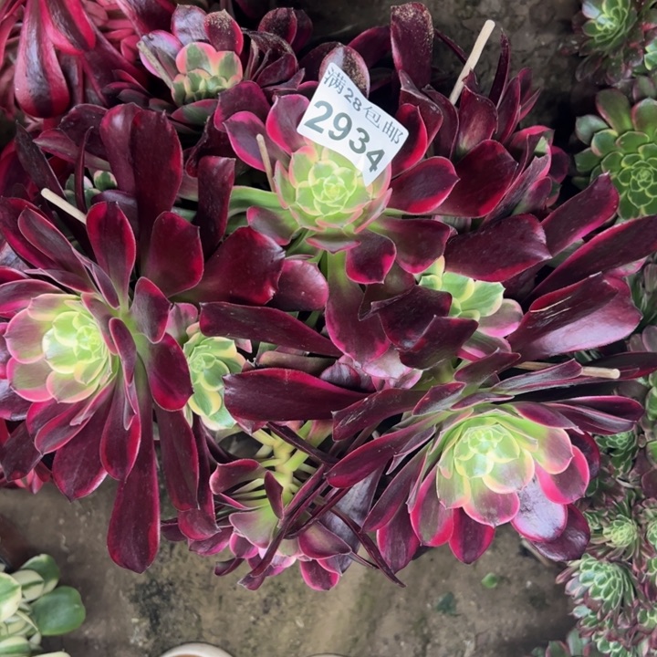 2934金丝雀多肉植物