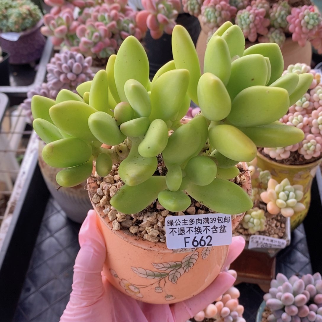 芒果奶13cm662多肉植物