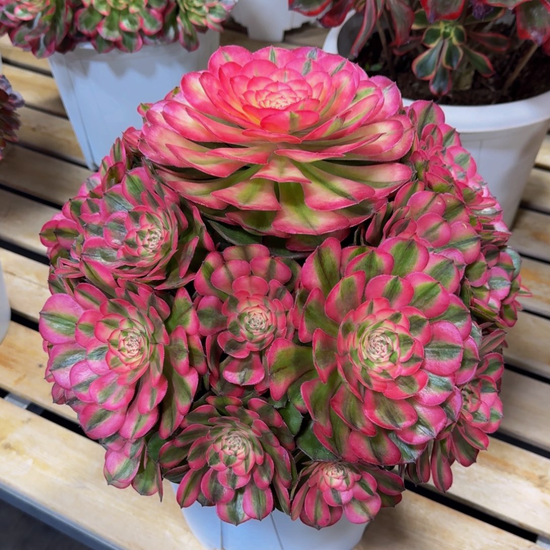 木***有荔枝法师发货物流到付