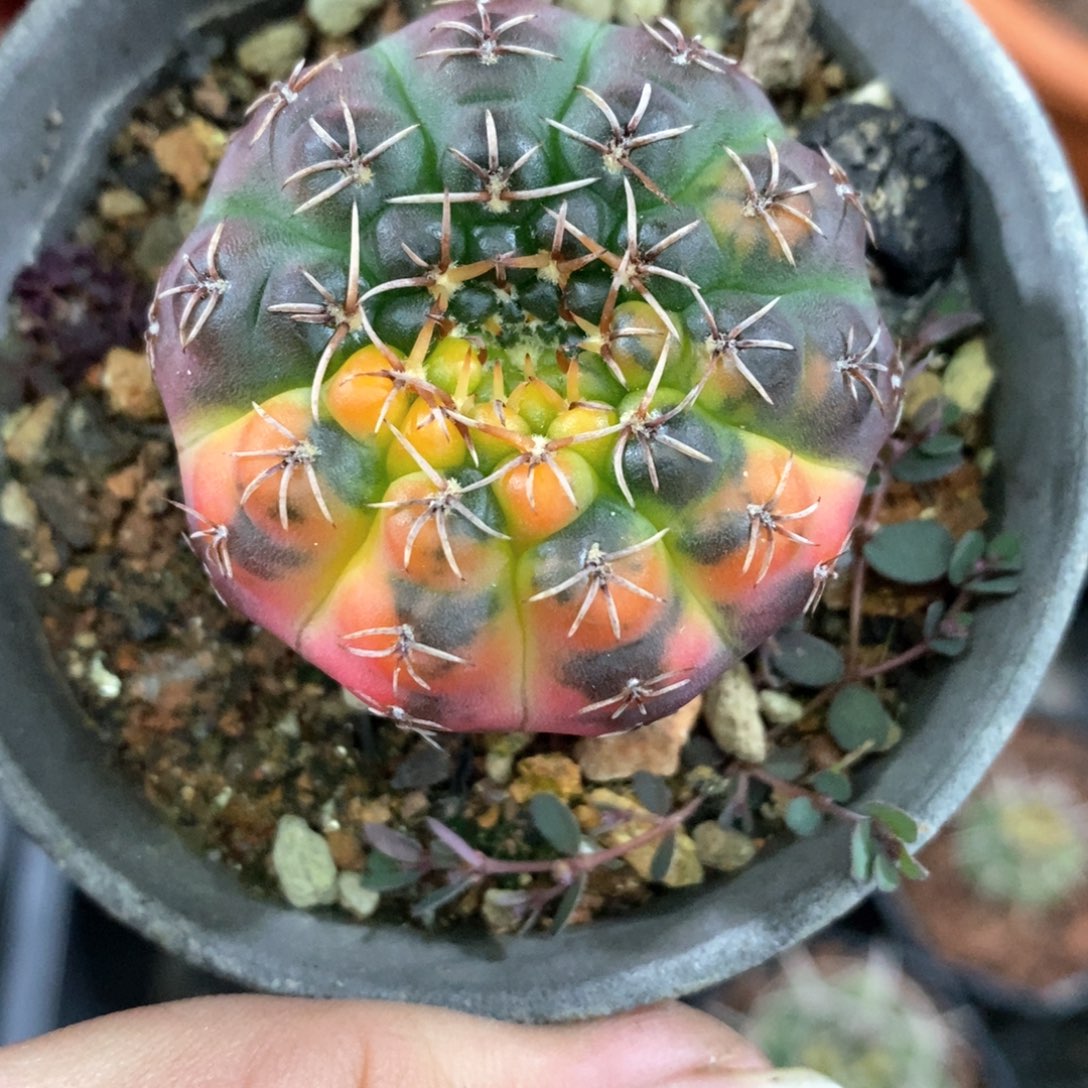 孤品实生紫皮阴阳散斑彩虹色裸鄂锦