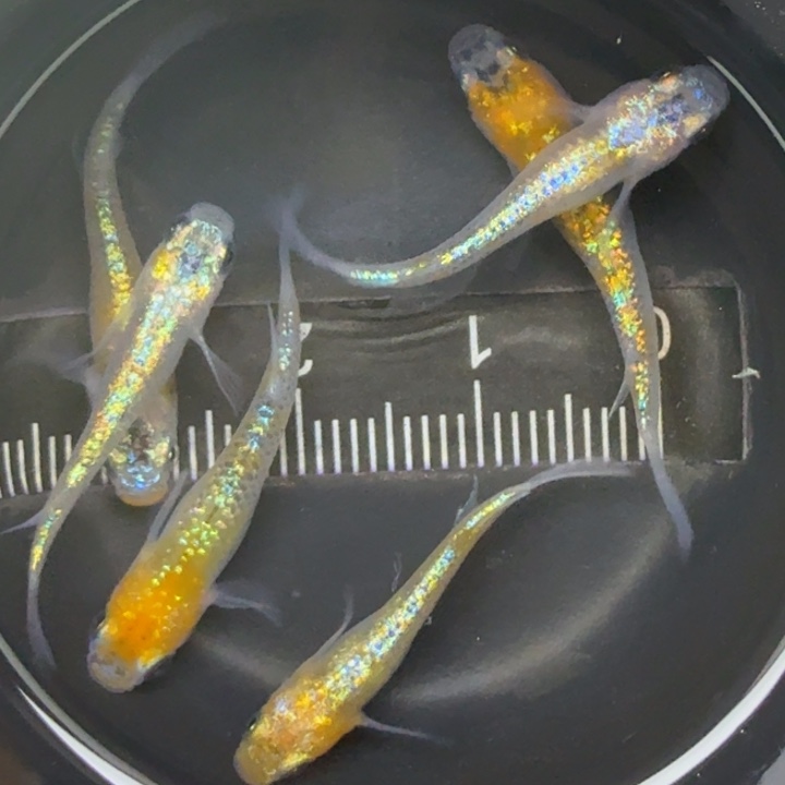 青鳉鱼克拉斯6号青鳉