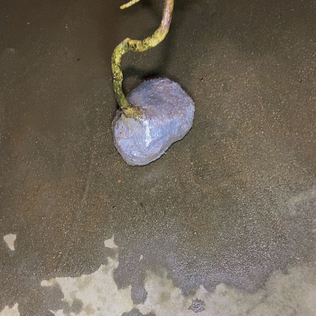 心***造安徽大别山珍珠黄杨