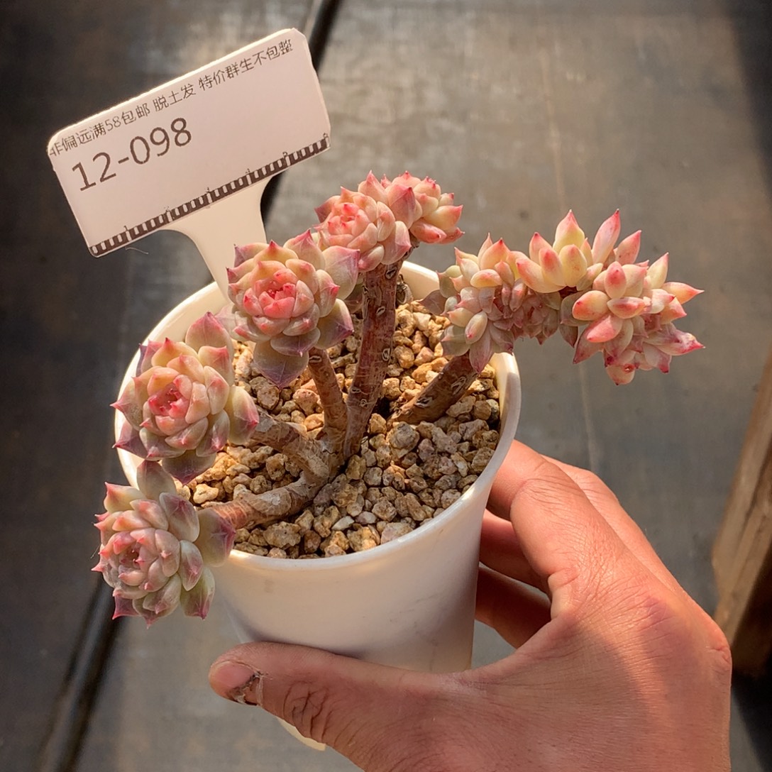 冰魄老桩朵朵小树缀化