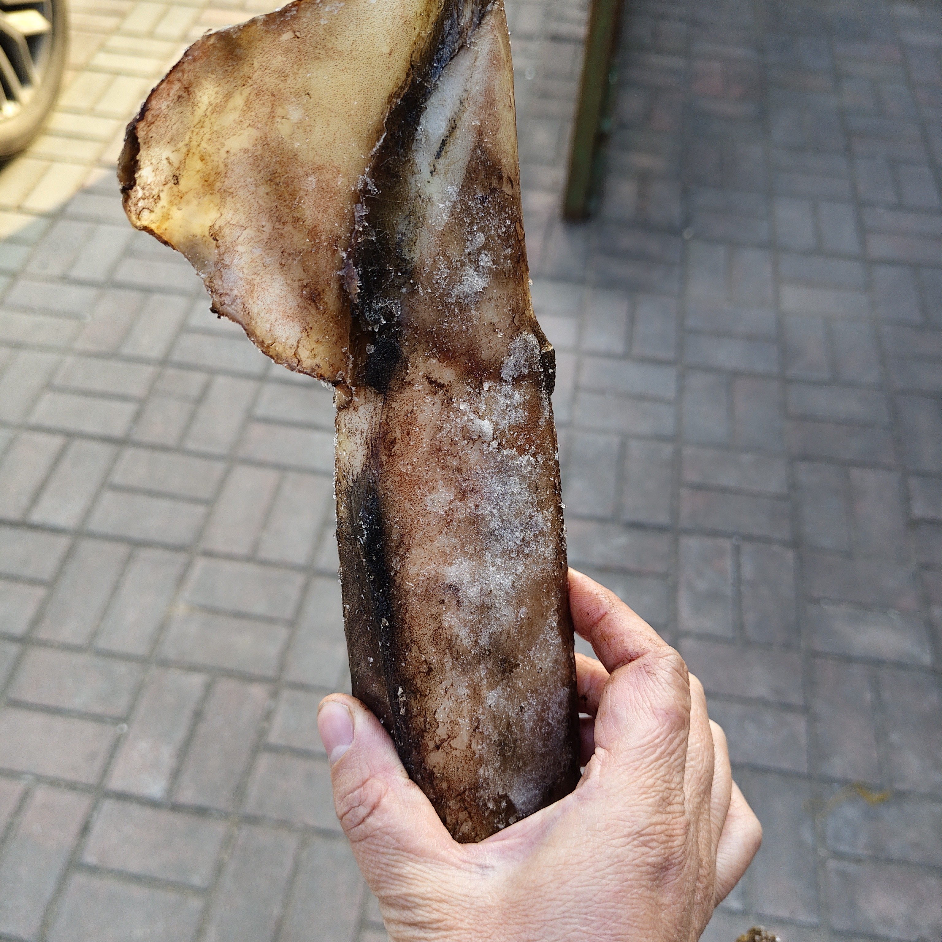 原浆大鱿鱼4斤包邮