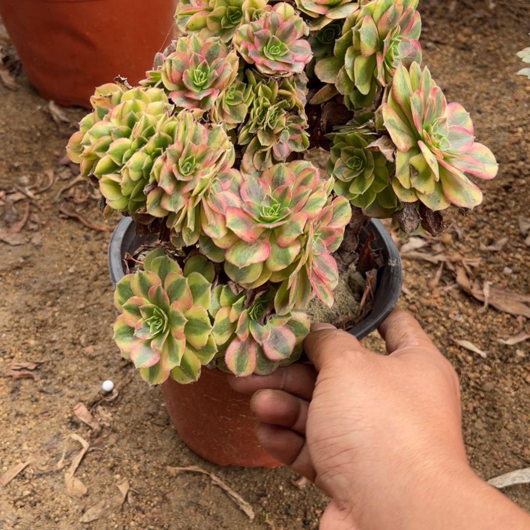 11-8-22雨荷缀化法师锦
