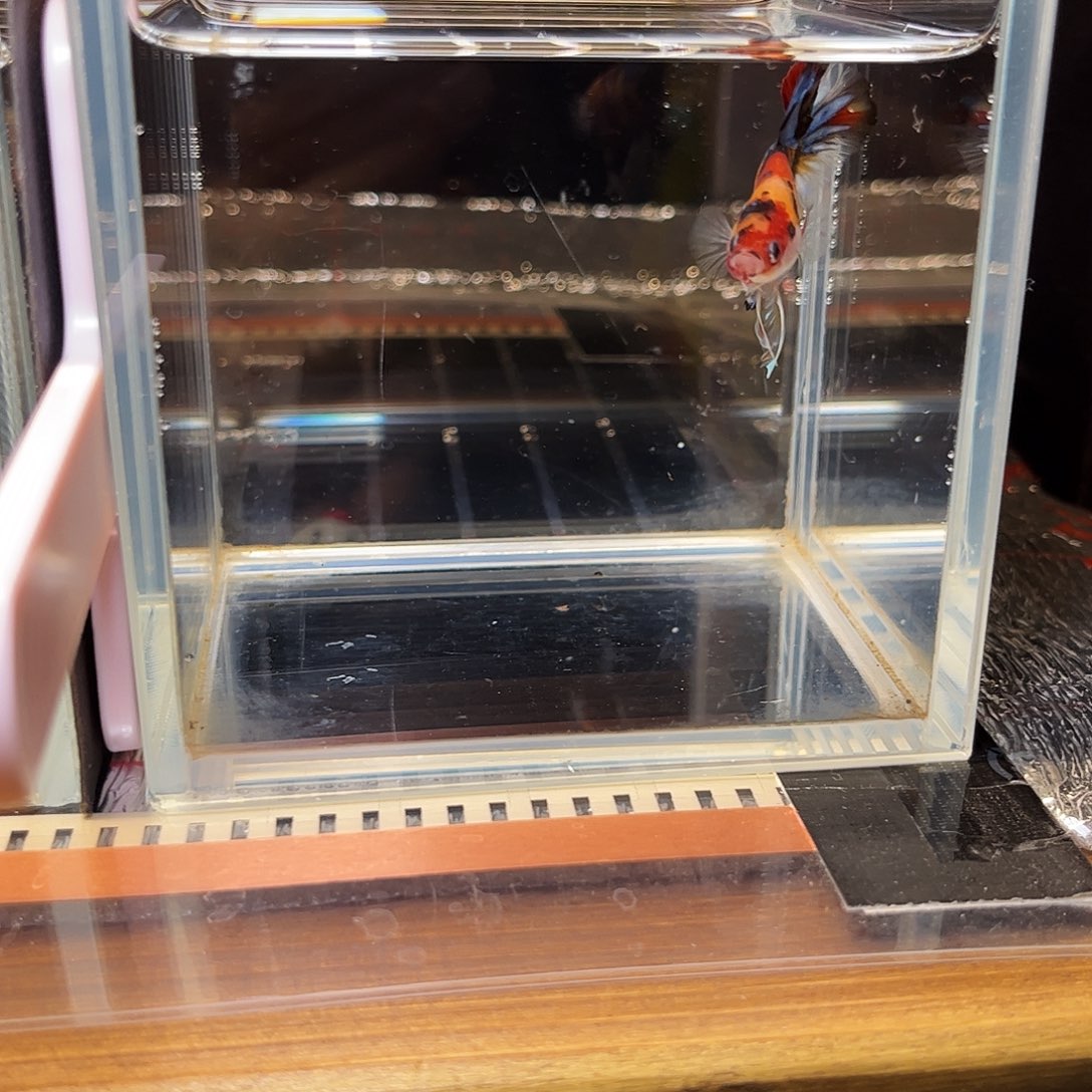 海水鱼宙斯斗鱼竞拍12-20