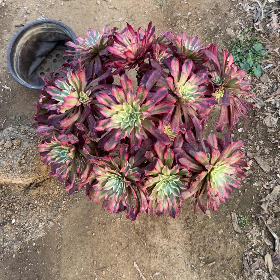 多肉植物雪姬老庄