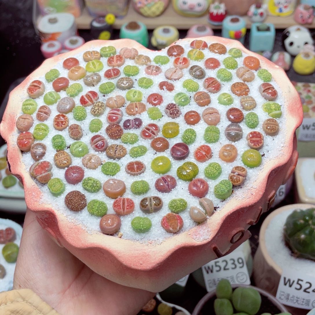 w5250 带盆土发货-零下地区拍保温箱