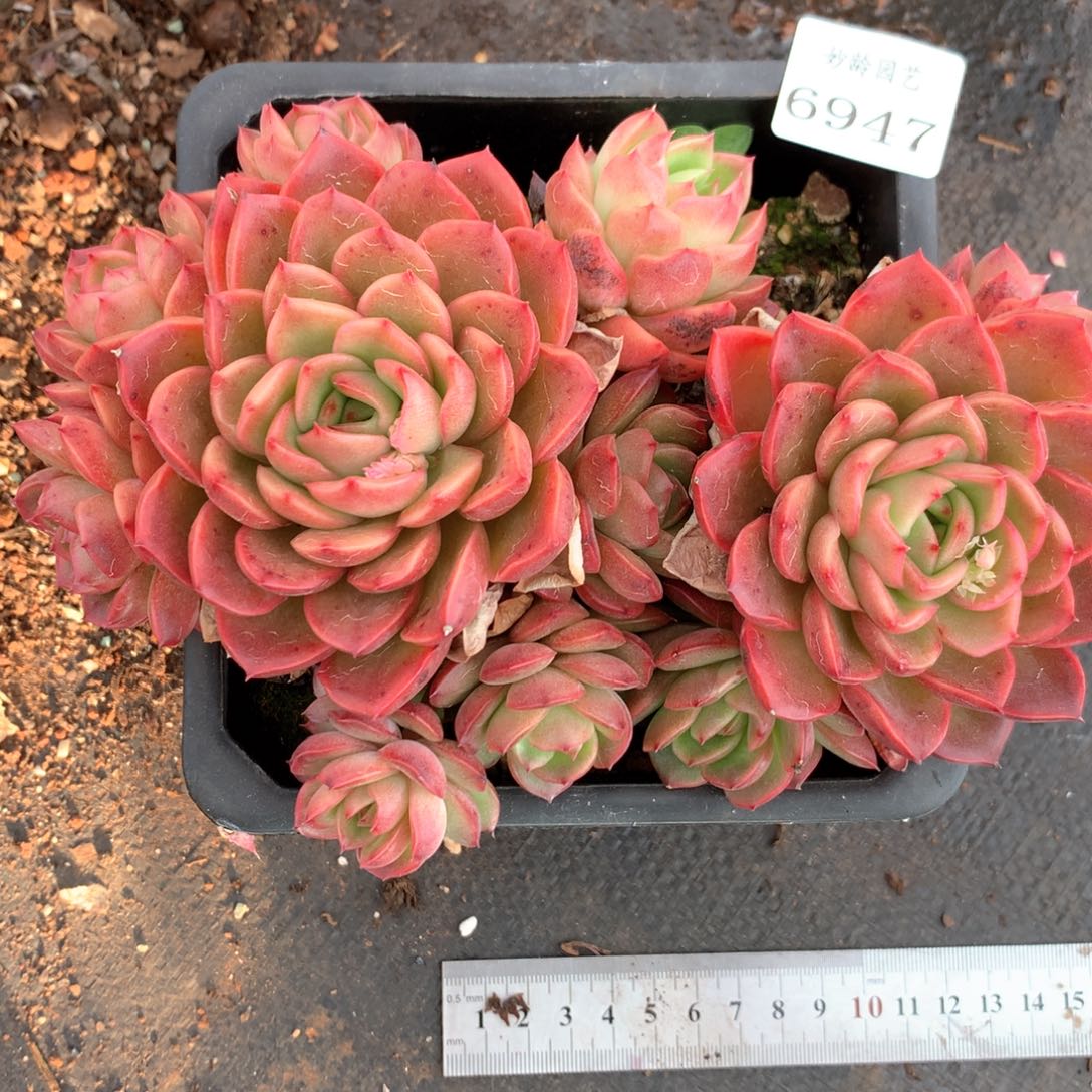 6947不包整散掉头不售后