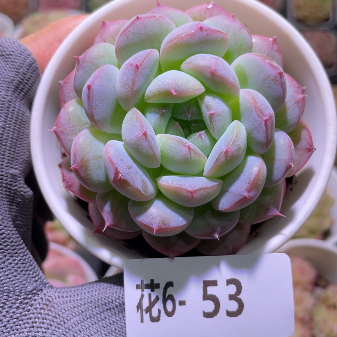 花利美6-53白桃汽水