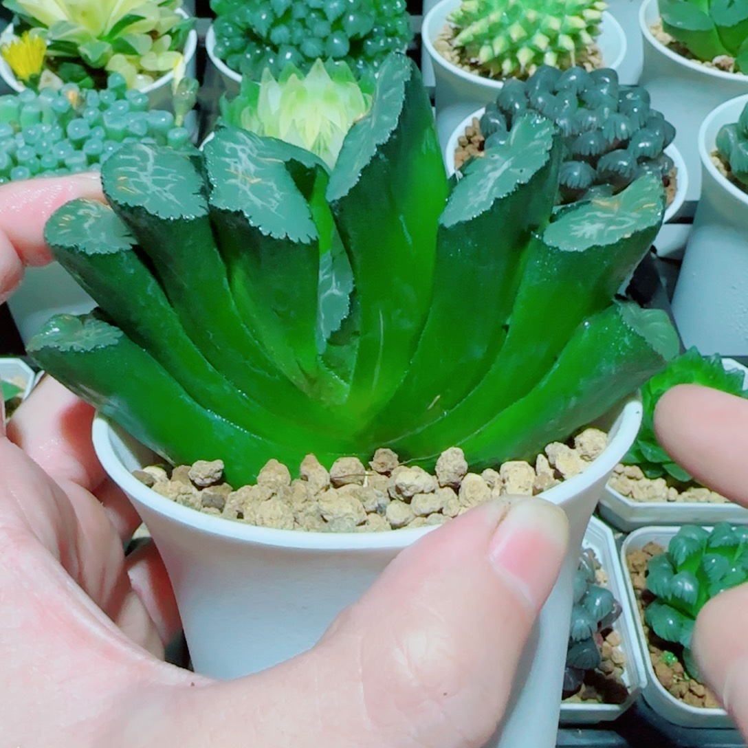 写乐玉扇四大金刚