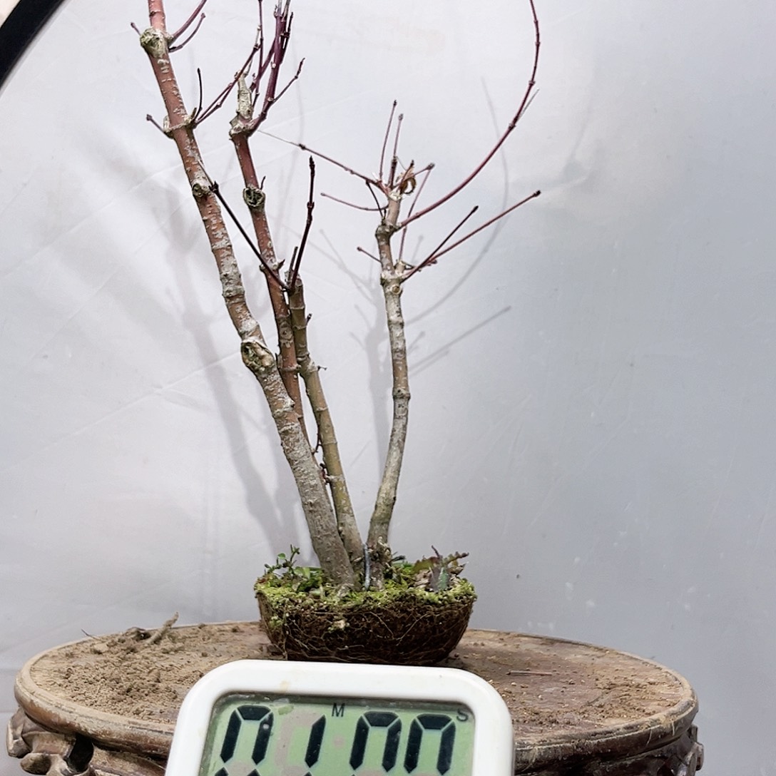 夕***好高端盆栽红枫