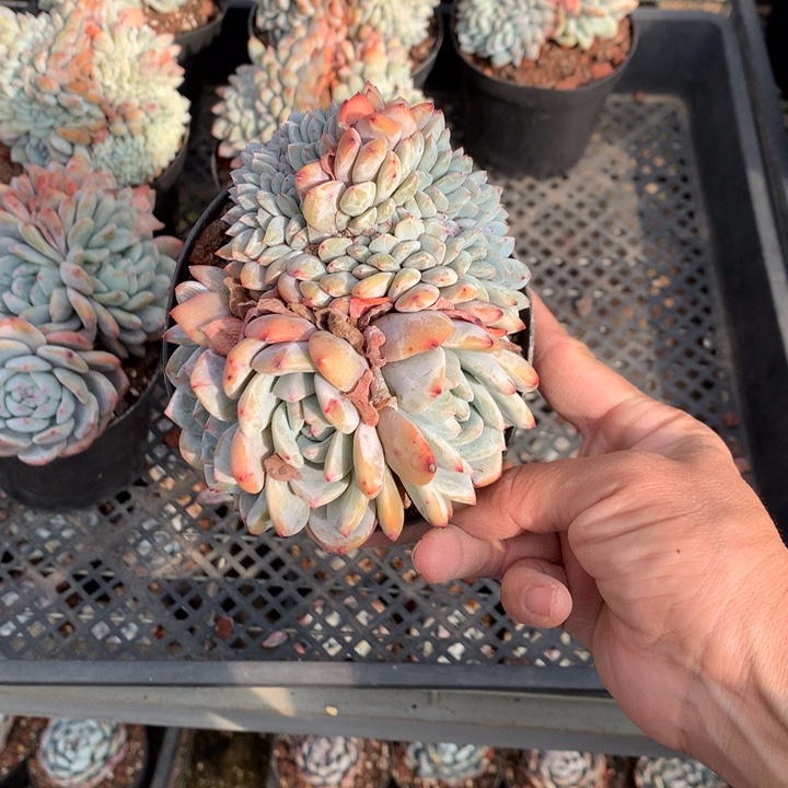 咖***啡122653缀嗯嗯嗯嗯嗯好