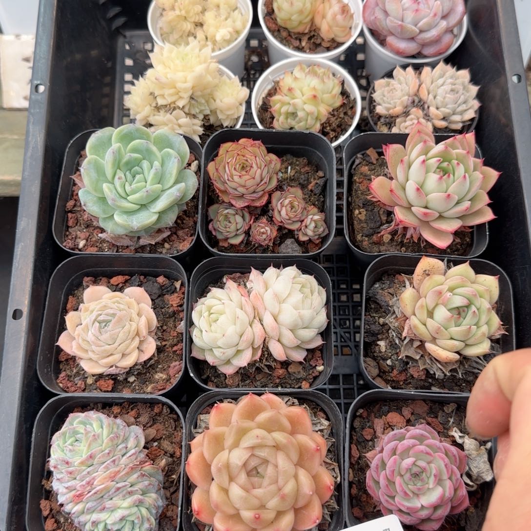 框拍框拍0208-109