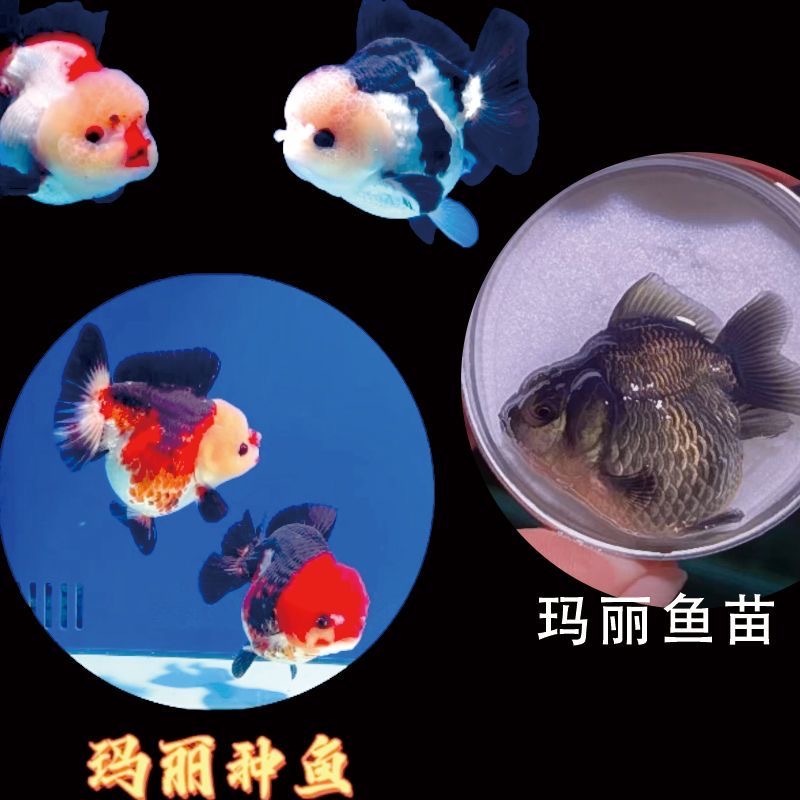  精品小鱼玛丽泰狮百褶泰狮兰寿F1金鱼
