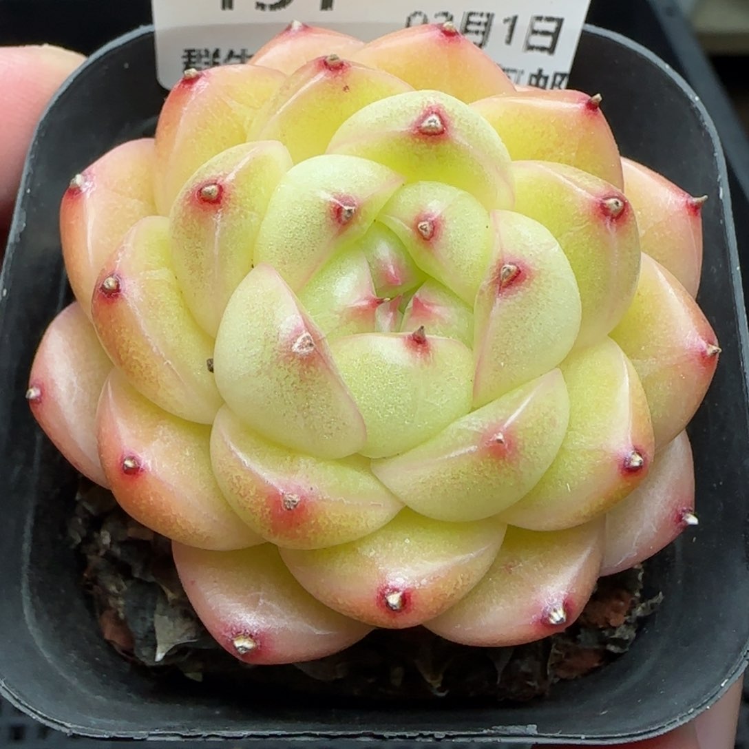 0201-151包子麦秆