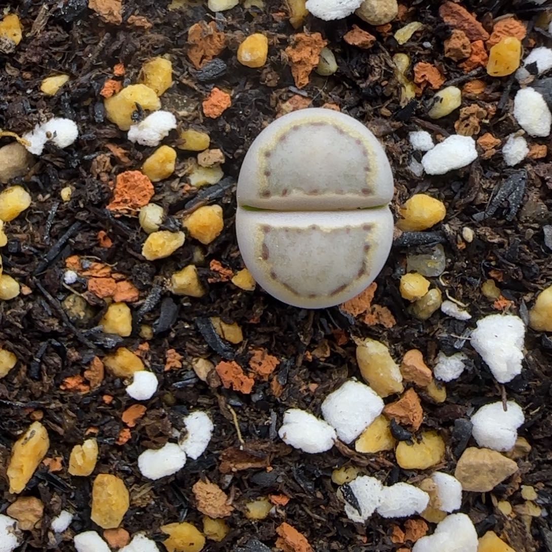 192饼干清框福利30包邮