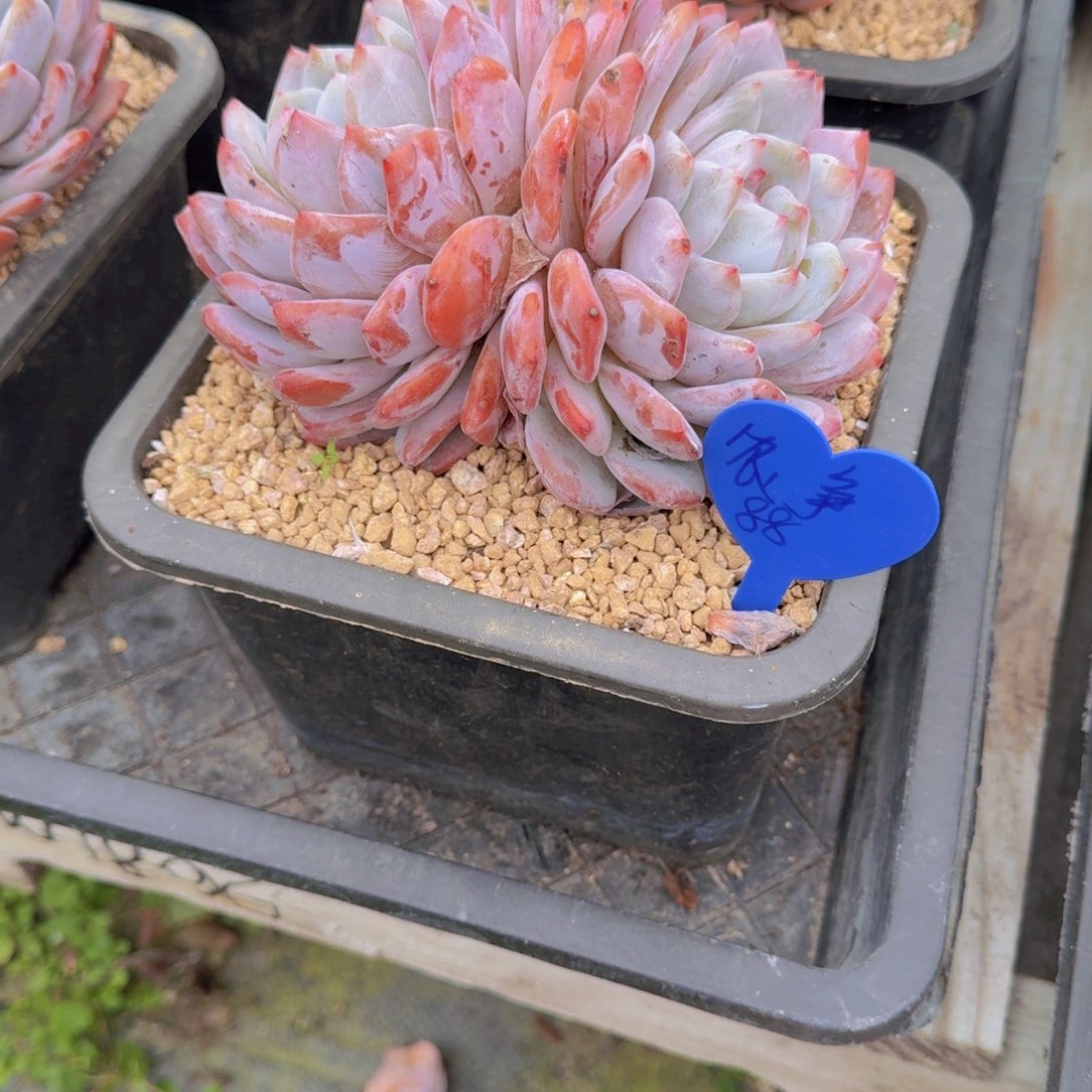 橙梦露双头不带盆土