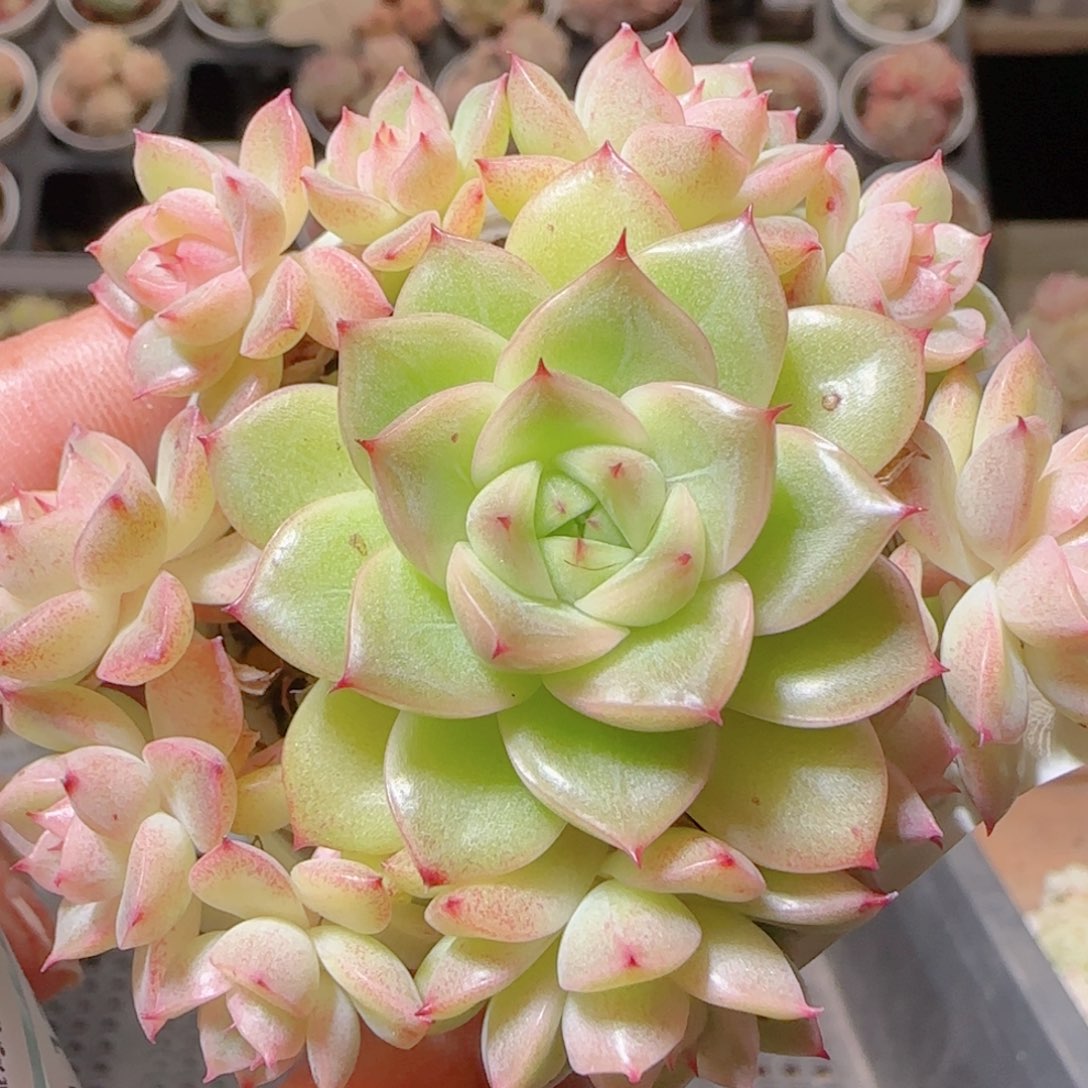 花语多肉1214-355