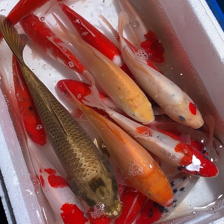 锦鲤锦鲤活鱼开箱包活