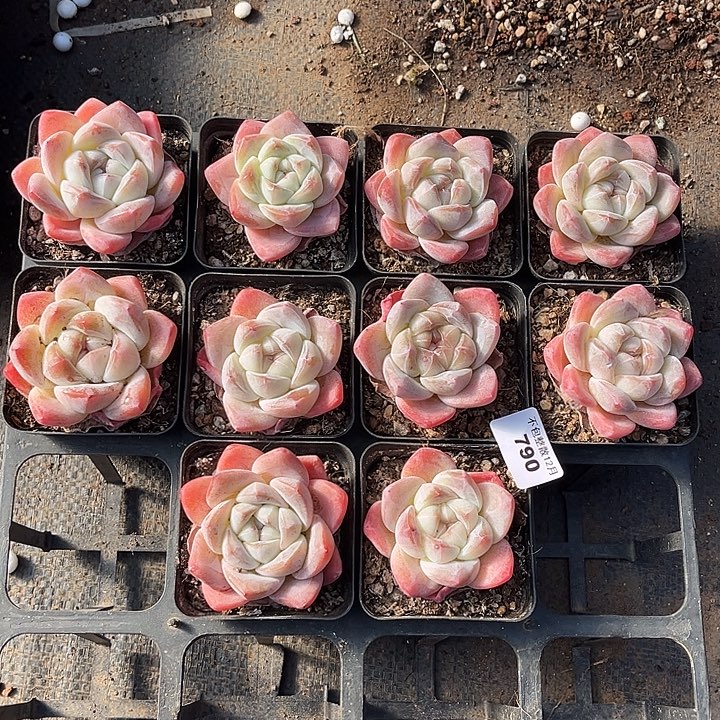 小***子阿雅园艺。     790冰玉10颗