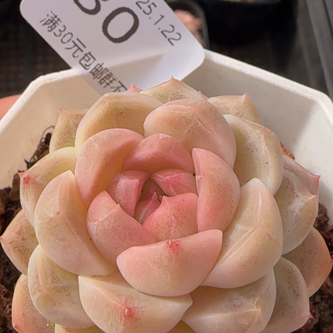 珍妮单头一颗脱土发货