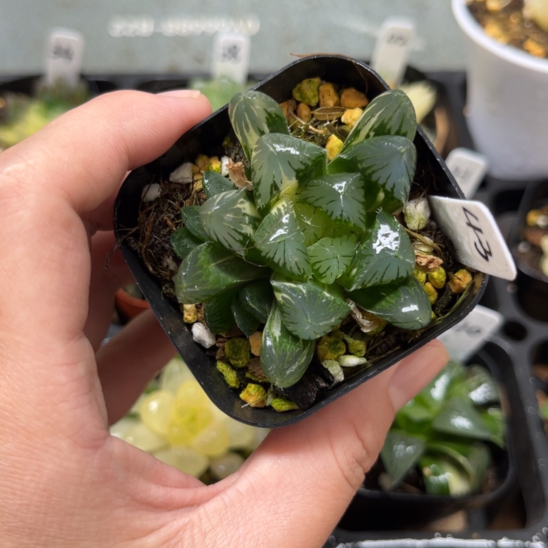 43夏沫玉露锦一物一拍