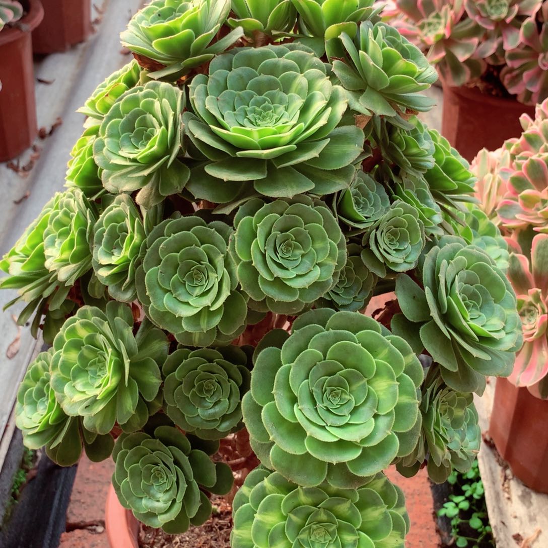 圆叶琉璃，多肉植物