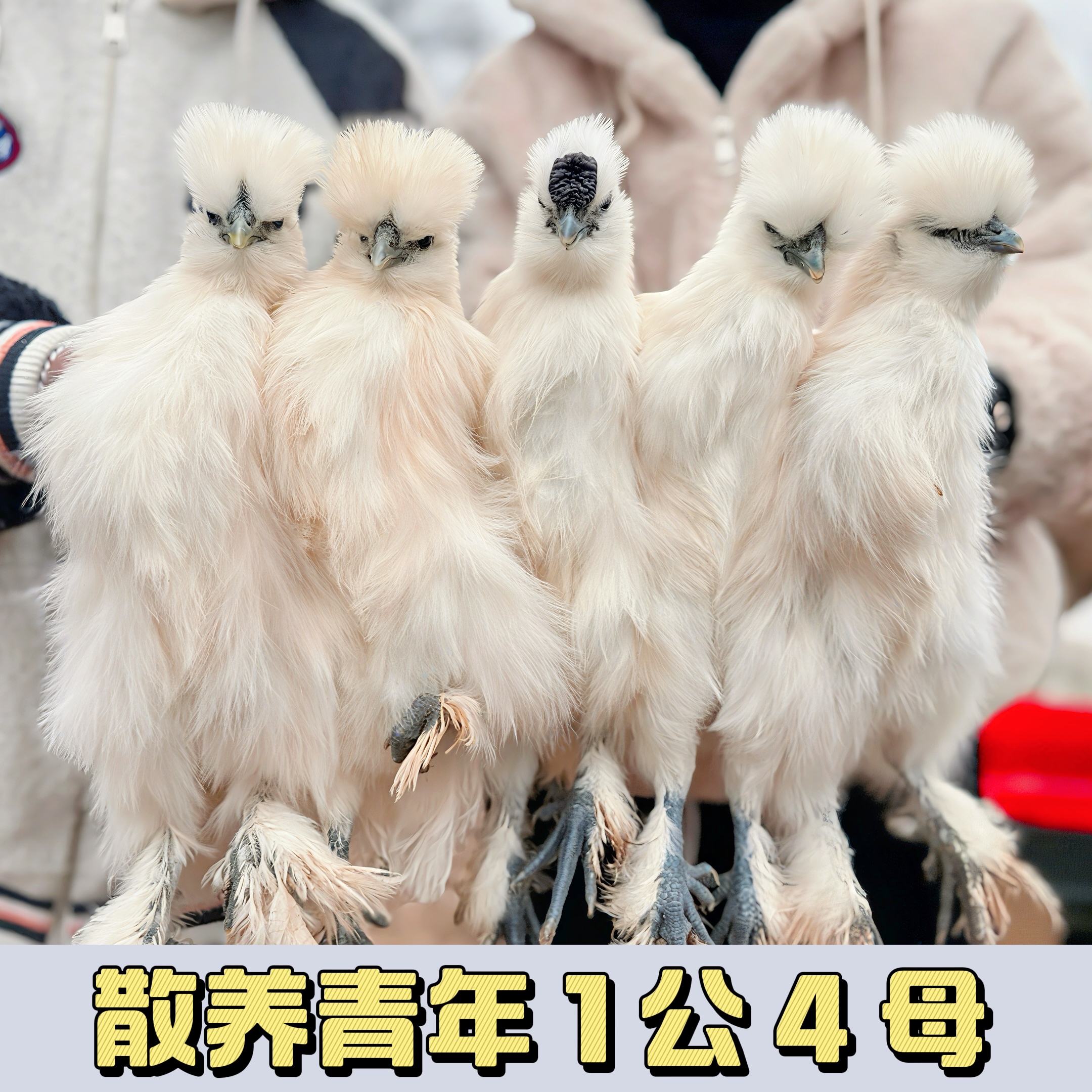 【3个月】青年泰和乌鸡林下散养肉质鲜甜整鸡乌皮乌骨乌肉发顺丰