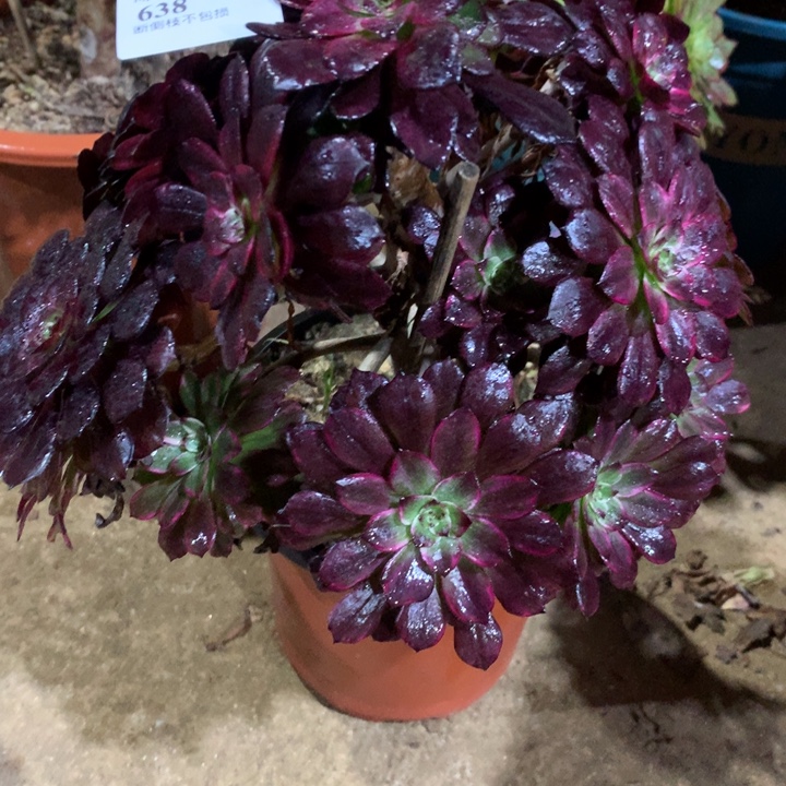 638墨染多肉植物特价