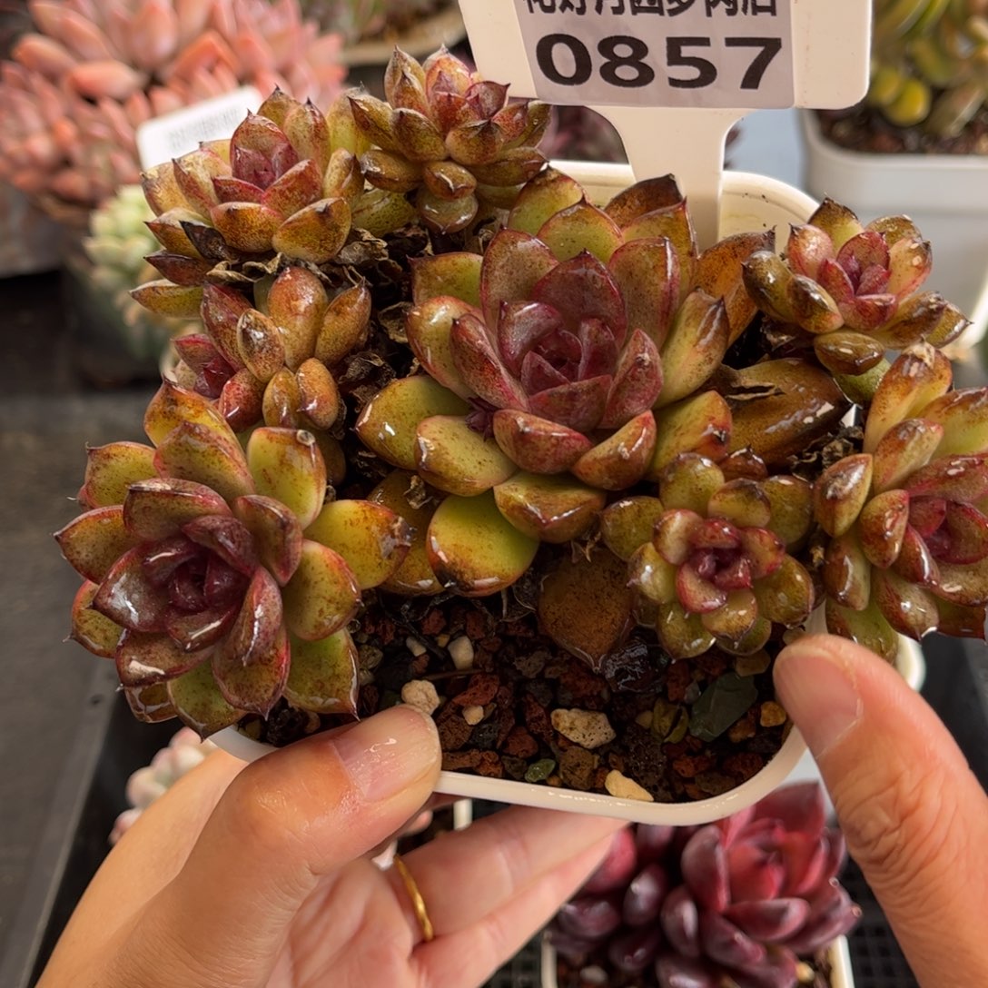 0857 天冷必拍保温箱