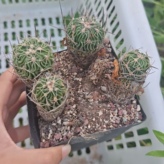 多棱属振武玉一盆，实生播种带大